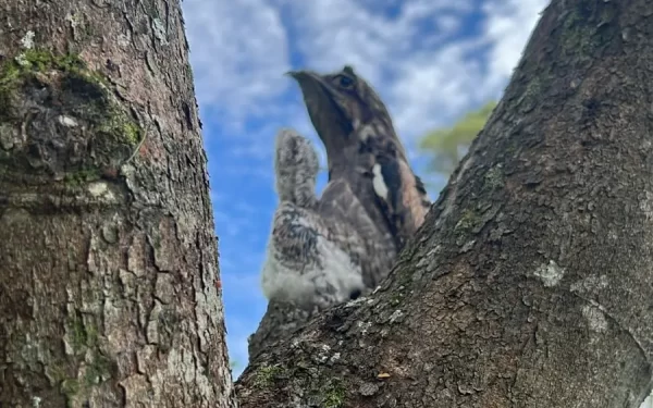 Pássaro “místico” chama a atenção em bosque de Curitiba