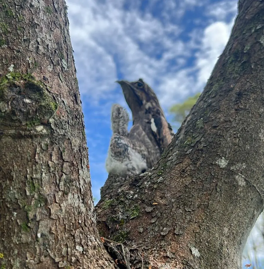 Pássaro “místico” chama a atenção em bosque de Curitiba