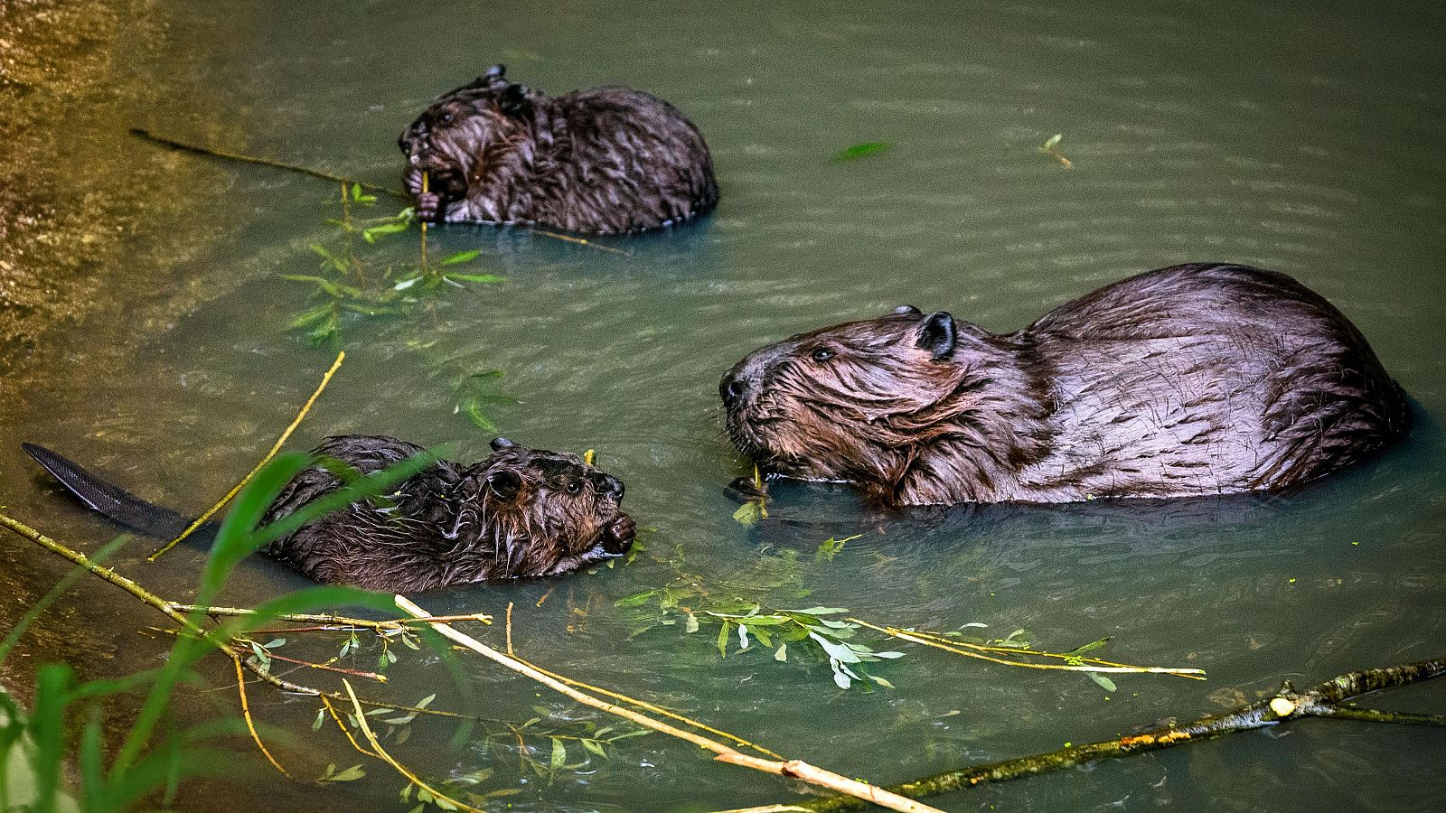 Castores encontrados no rio Tajo, onde estavam desaparecidos há séculos