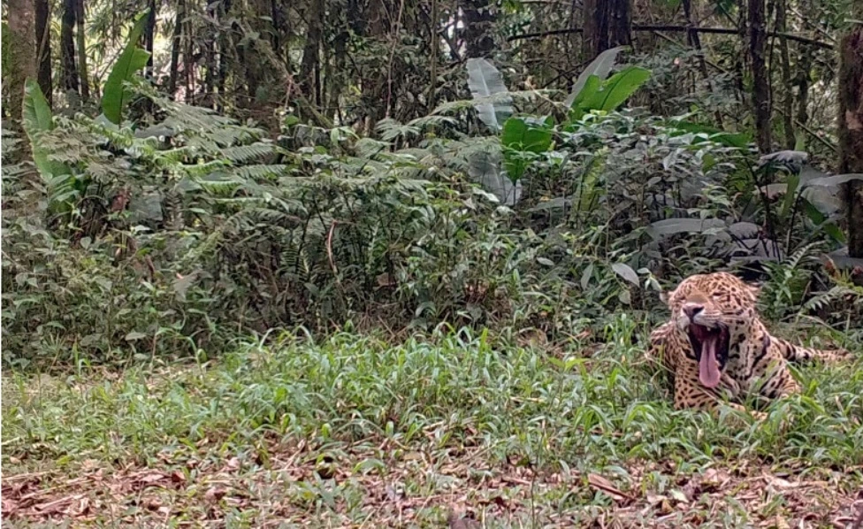 População de onças-pintadas de floresta de SP cai 77% em uma década