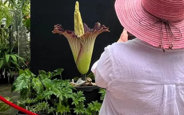 Uma ‘flor-cadáver’ gigante abre suas pétalas após 15 anos de espera na Austrália