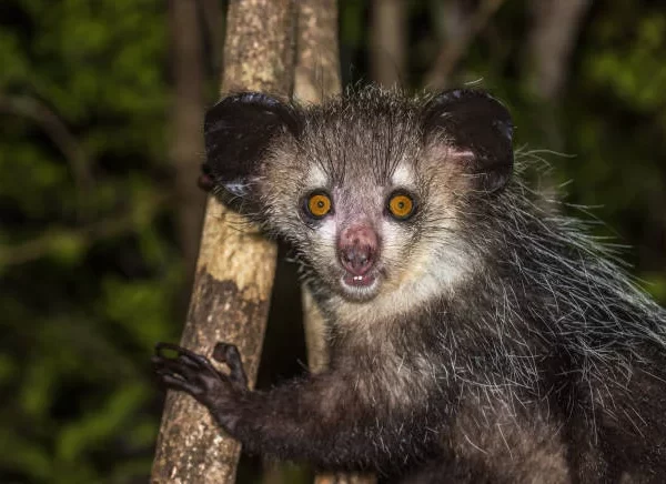 Aye-aye, o maior primata noturno do mundo