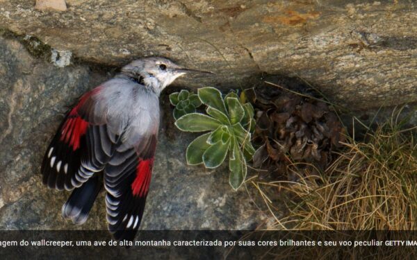 Dia Mundial da Vida Selvagem: no rastro das aves da montanha, “indicadores naturais” das mudanças climáticas: “Suas populações estão diminuindo”