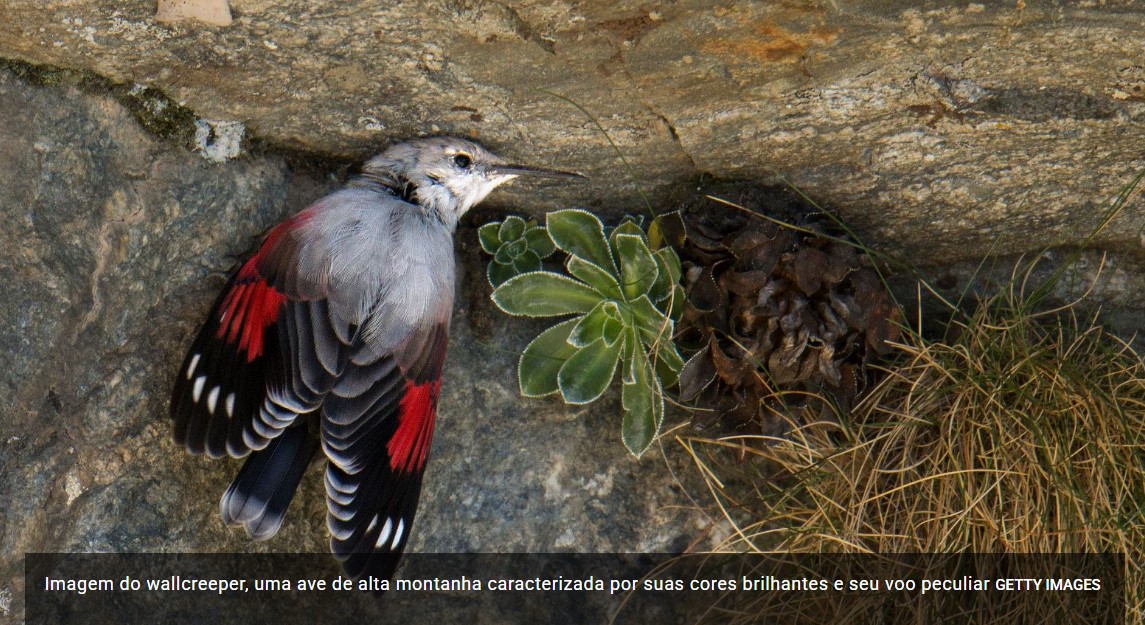 Dia Mundial da Vida Selvagem: no rastro das aves da montanha, “indicadores naturais” das mudanças climáticas: “Suas populações estão diminuindo”