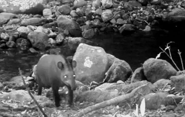 Após 100 anos, antas reaparecem em área preservada no Rio de Janeiro