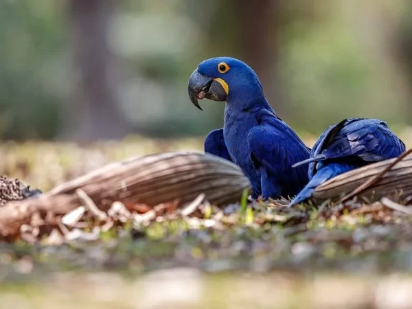 Ameaçada de extinção, mais uma arara-azul-de-lear nasce em São Paulo