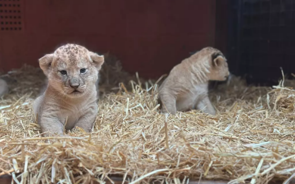 Zoo no Reino Unido revela primeiras imagens de novas crias de leão