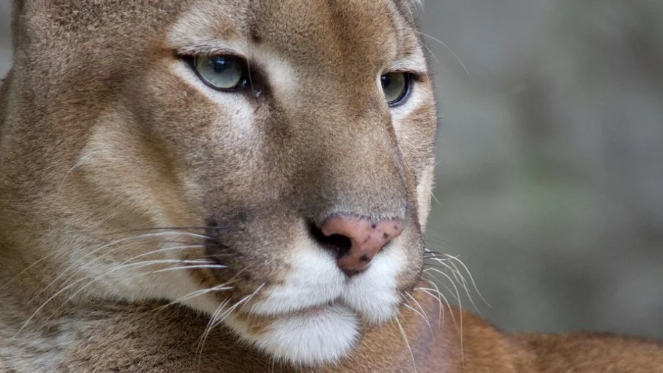 VÍDEO: Segundo maior felino sul-americano é visto pela primeira vez em reserva no Rio de Janeiro