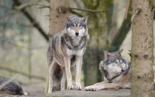 Número de lobos aumenta 60% na Europa em apenas uma década