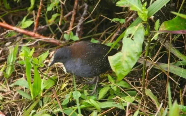 Pássaro desaparecido é visto após 190 anos em Galápagos