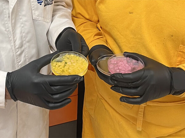 Peixe cultivado em laboratório pode fazer com que alérgicos voltem a comer esta proteina