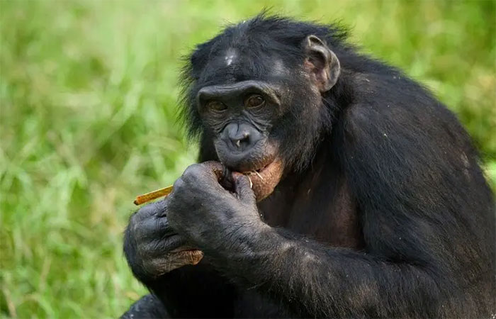 A sabedoria da natureza: podemos aprender segredos médicos com macacos, pássaros e até borboletas