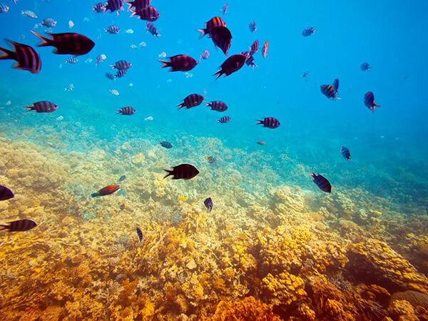 Portugal é o primeiro país a proibir extração de minerais no fundo do mar até 2050