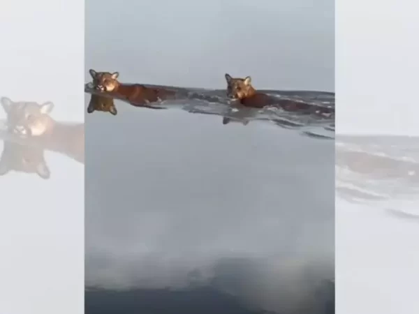 VÍDEO: Onças-pardas fazem raríssima aparição durante ‘rolê’ em rio de SC e encantam pescadores