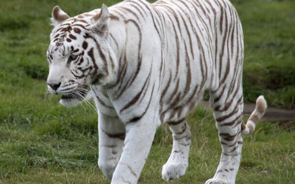 Qual é o animal mais bonito do mundo?