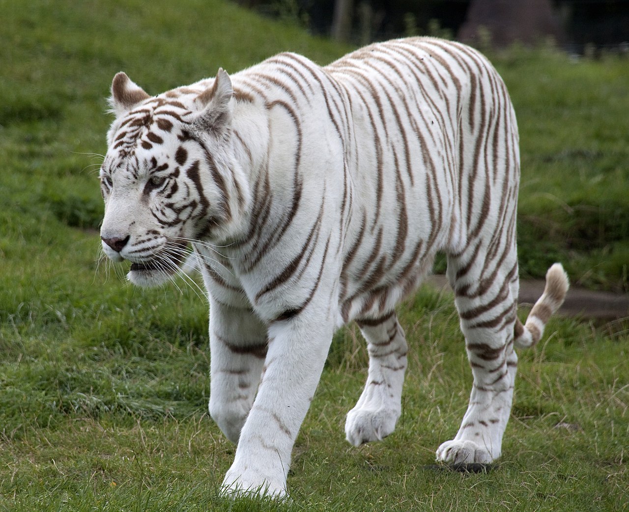 Qual é o animal mais bonito do mundo?