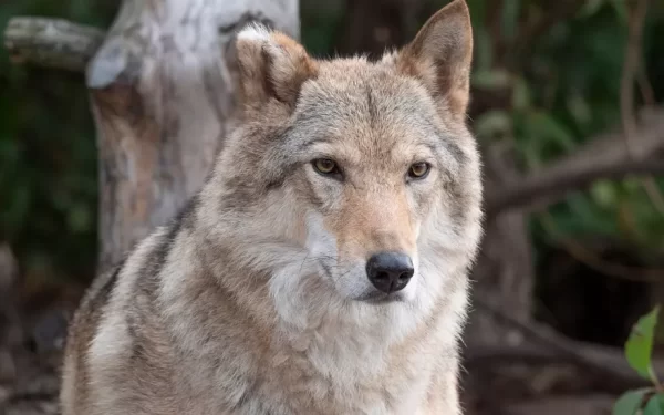 UE quer reduzir a proteção dos lobos. Porque é que a recuperação da espécie se tornou um problema?