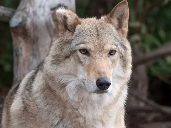 UE quer reduzir a proteção dos lobos. Porque é que a recuperação da espécie se tornou um problema?