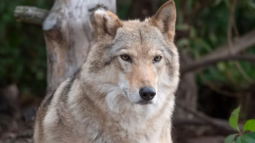 UE quer reduzir a proteção dos lobos. Porque é que a recuperação da espécie se tornou um problema?