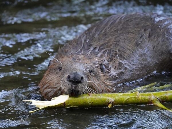 Castores constroem barragem na Republica Checa e poupam 1,2 milhões de euros ao Governo