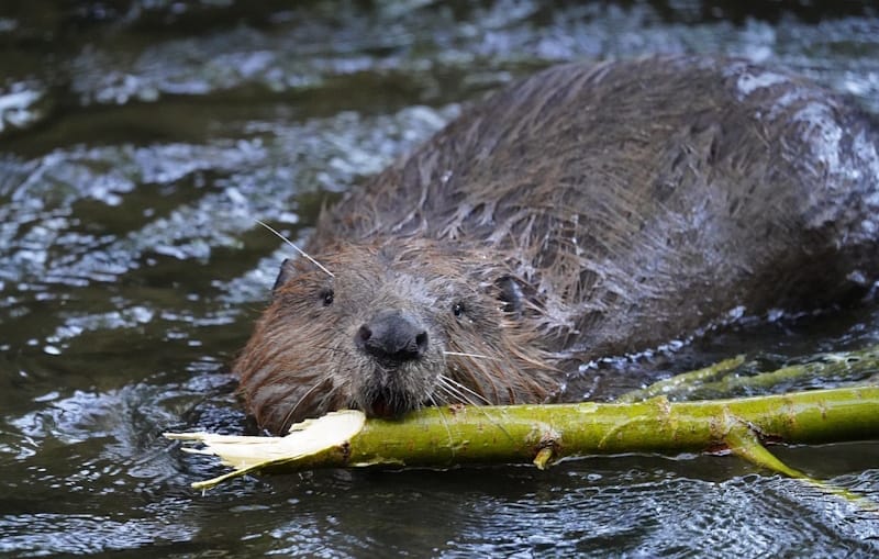 Castores constroem barragem na Republica Checa e poupam 1,2 milhões de euros ao Governo