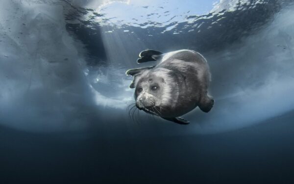 Foca de Gelo