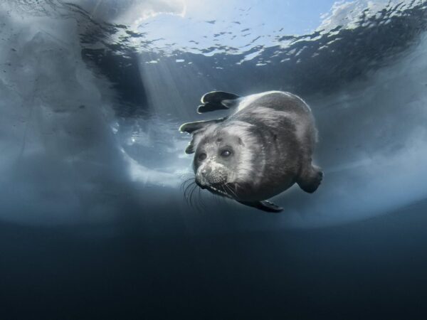 Foca de Gelo