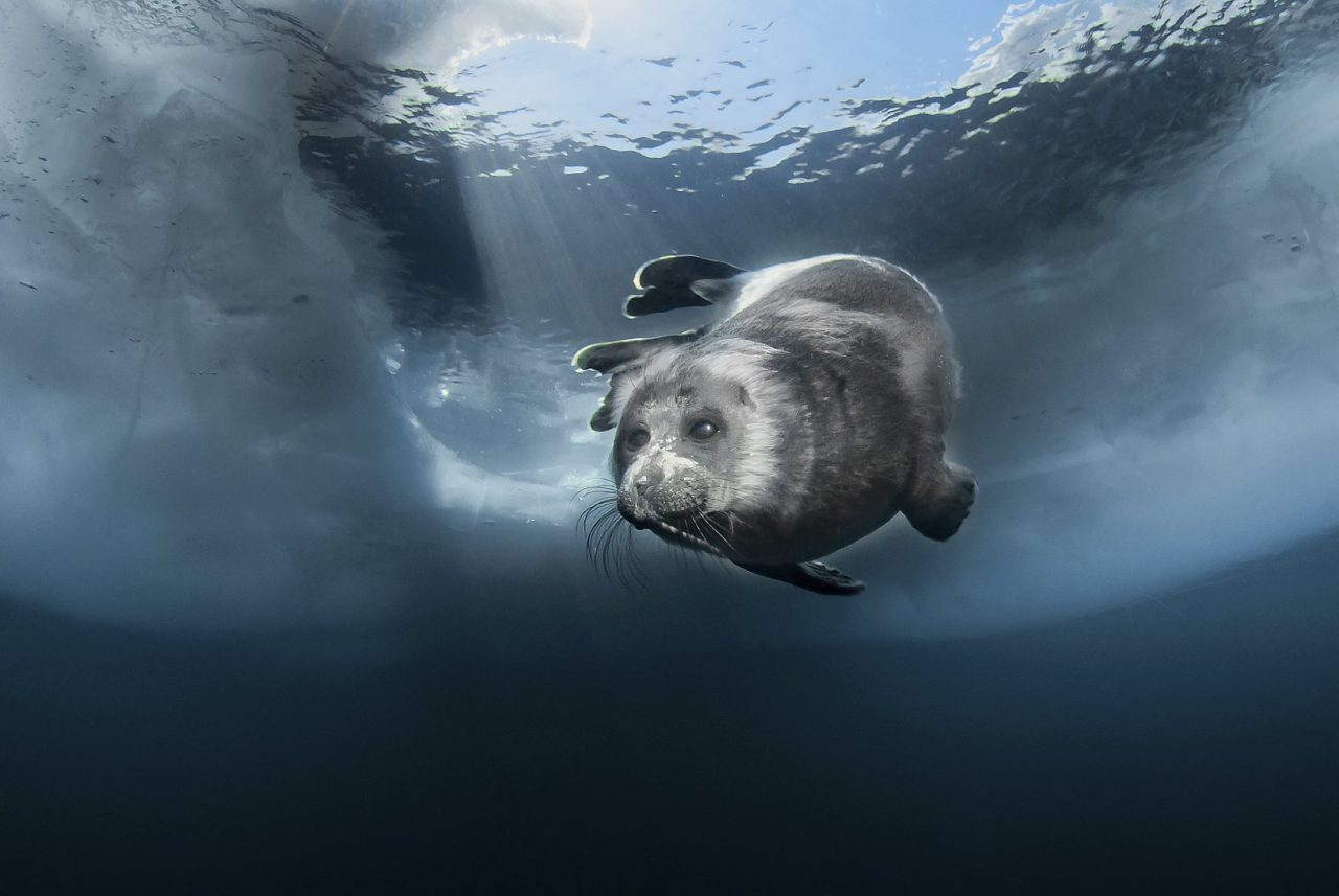 Foca de Gelo