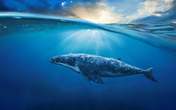 Pesquisas da Universidade de Washington confirmam que os excrementos de baleia contêm quantidades significativas de ferro que podem ter ajudado a fertilizar os oceanos no passado.