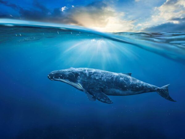 Pesquisas da Universidade de Washington confirmam que os excrementos de baleia contêm quantidades significativas de ferro que podem ter ajudado a fertilizar os oceanos no passado.