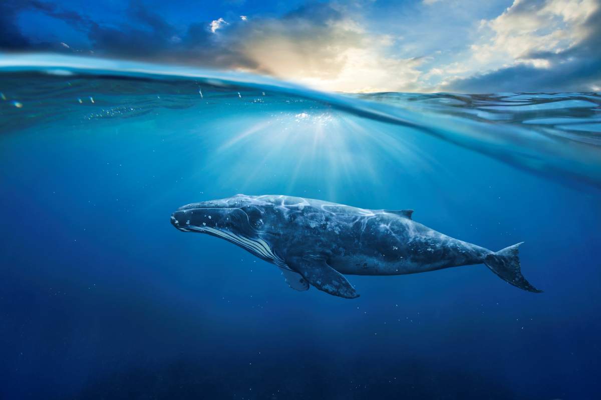 Pesquisas da Universidade de Washington confirmam que os excrementos de baleia contêm quantidades significativas de ferro que podem ter ajudado a fertilizar os oceanos no passado.