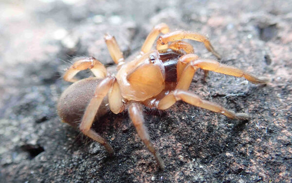 Descobertas na Austrália duas novas espécies de “engenheiros” do mundo das aranhas