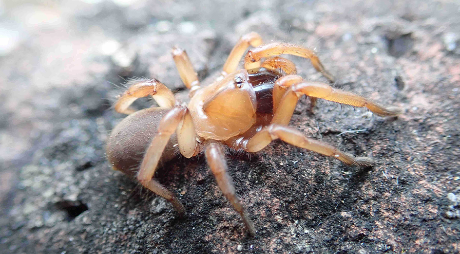 Descobertas na Austrália duas novas espécies de “engenheiros” do mundo das aranhas