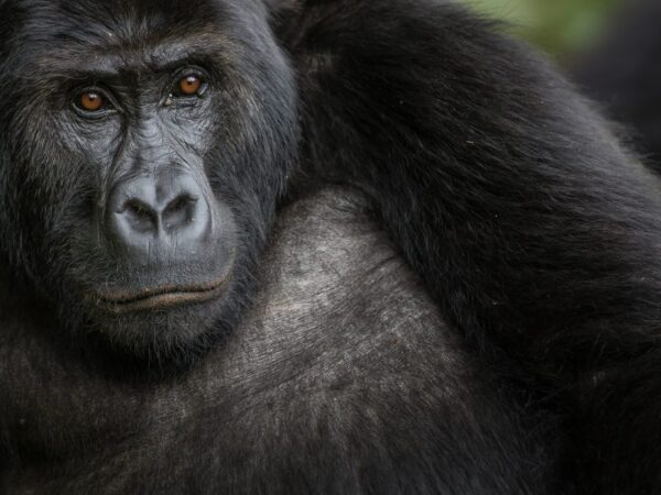 Gorilas em recuperação