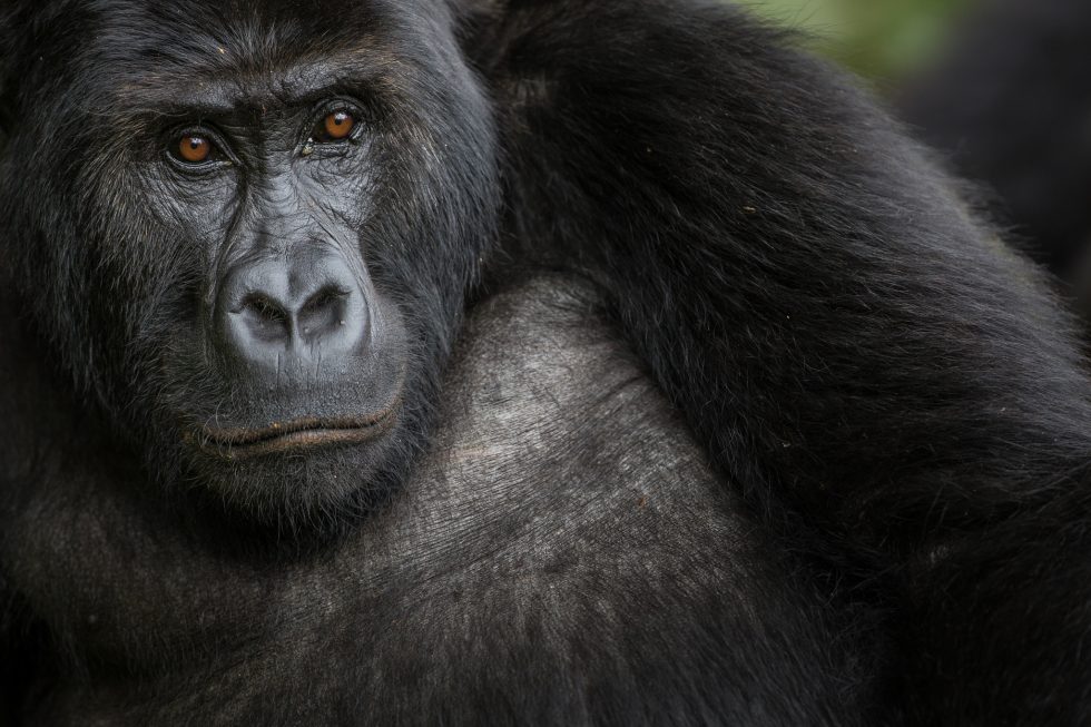 Gorilas em recuperação