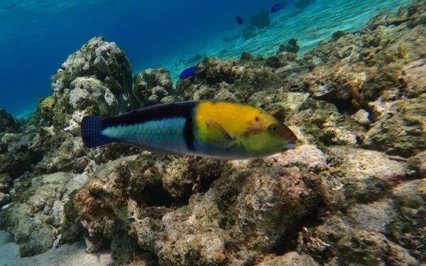 Descoberta de novos peixes utilizadores de ferramentas no Atlântico ocidental