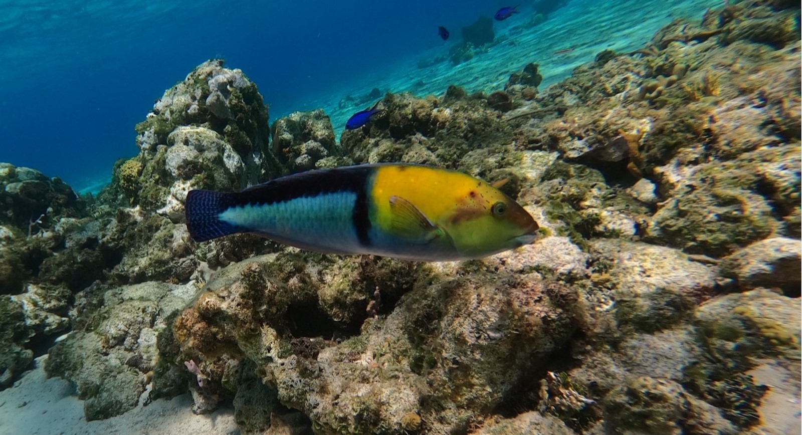 Descoberta de novos peixes utilizadores de ferramentas no Atlântico ocidental