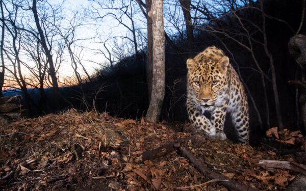 Terra dos Leopardos