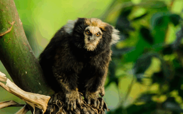 Primatas do Parque Estadual do Rio Doce ganham guia de identificação