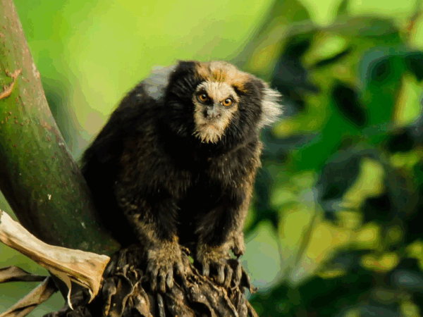 Primatas do Parque Estadual do Rio Doce ganham guia de identificação