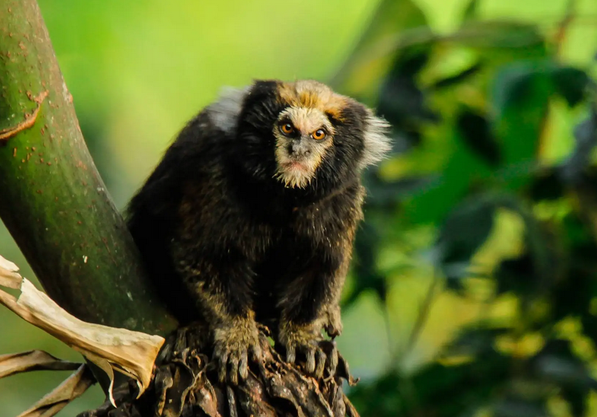 Primatas do Parque Estadual do Rio Doce ganham guia de identificação