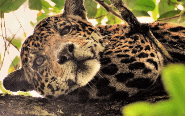 Áreas protegidas da Amazônia protegem onças-pintadas