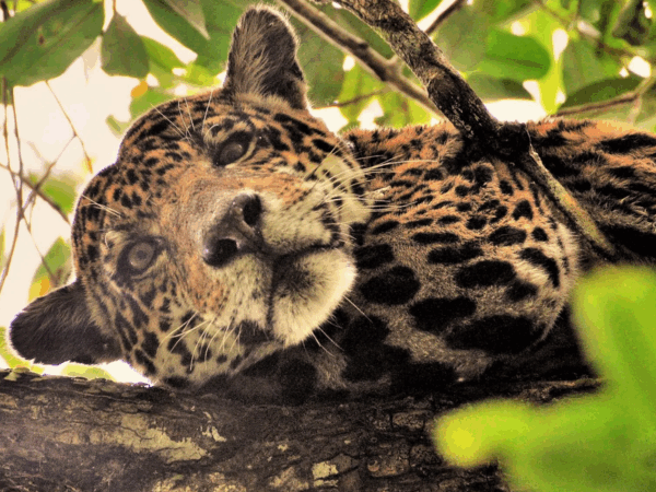 Áreas protegidas da Amazônia protegem onças-pintadas