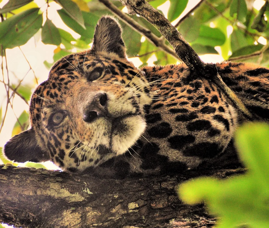 Áreas protegidas da Amazônia protegem onças-pintadas