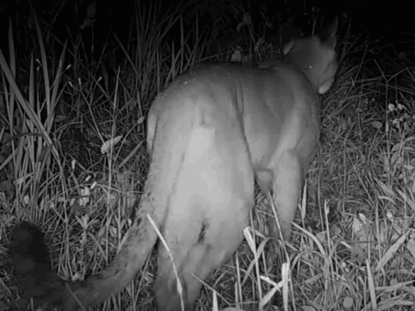 Câmera flagra primeira travessia de onça-parda em viaduto vegetado