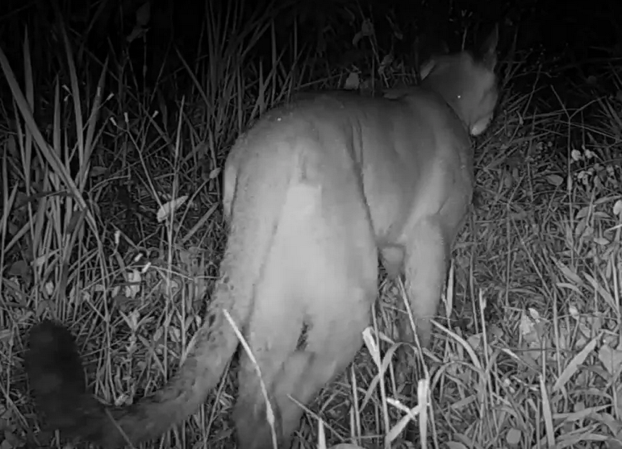 Câmera flagra primeira travessia de onça-parda em viaduto vegetado
