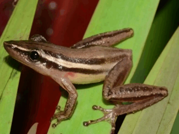 Até 2100, mais de 80% das espécies de anfíbios do Pantanal e entorno perderão áreas adequadas