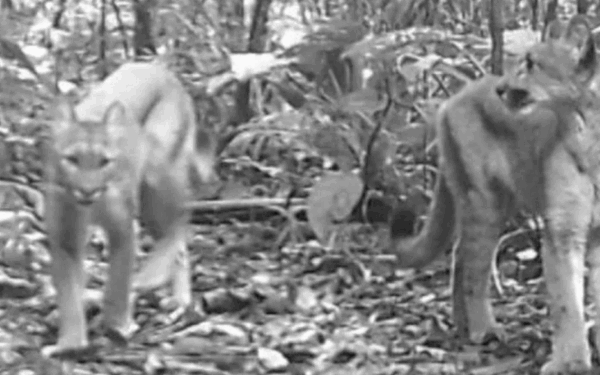 Pesquisadores captam imagens de onça-parda com filhotes em SP