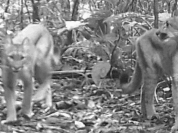 Pesquisadores captam imagens de onça-parda com filhotes em SP