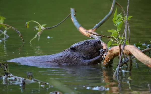 Governo do Reino Unido permitirá soltura de castores selvagens para recuperação da natureza